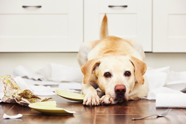 犬の立場になって考えよう! 愛犬のキモチをもっと知る方法