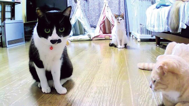 ↑「効果音に興味津々。姿が見えないときは名前を呼ぶと、カメラの前に来てくれました!」