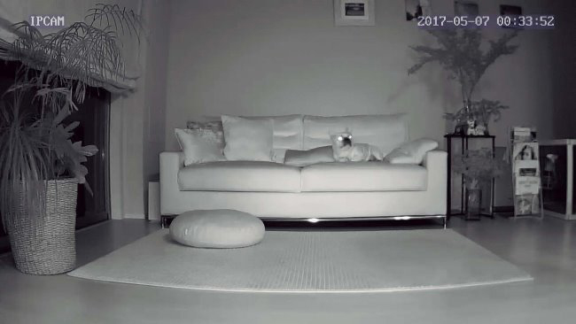 ↑「夜間視聴時もキレイな映像に満足。目が光るので、映像はすごく怖かったけど……(笑)」