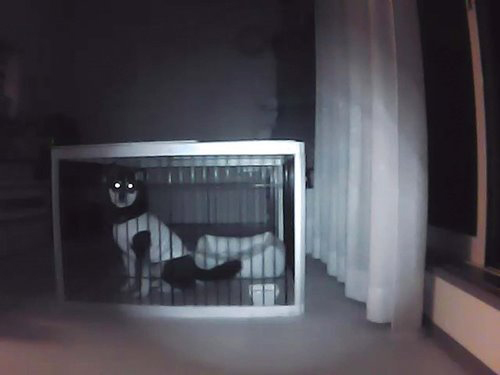 ↑「夜間、ケージに入っているみくの様子。電気を消した状態でも映像はクッキリです!」