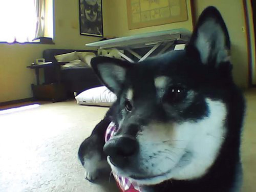 ↑「飼い主の声をリアルタイムで聴かせられるので、外出中でも安心感を与えられるのが◎」