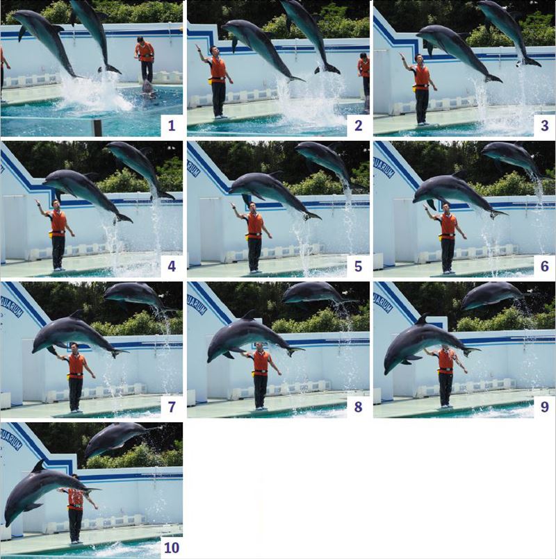 ↑E-M1マークⅡで撮影。ジャンプした瞬間に急いでカメラを向けて連写を開始した。最初の2コマはピントがアマいが、3コマ目で合焦し、4コマ目で再びアマくなり、5コマ目以降はすべて正確なピントとなった(下の拡大表示参照)。イルカの動きをある程度予測して、より早いタイミングで連写を開始できれば、合焦カットはもっと増えるだろう