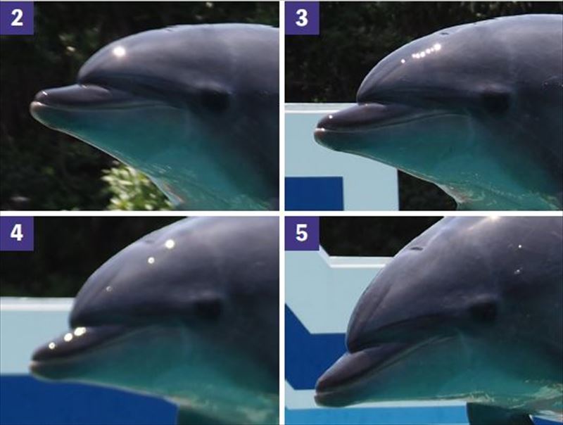 ↑上の連写カット「2」~「5」の拡大表示