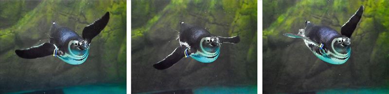 ↑E-M1マークⅡのAFは、こうした薄暗い室内では迷いがちだ。小刻みに前後するような動きにもあまり強くないと感じられた(機械シャッターで撮影)