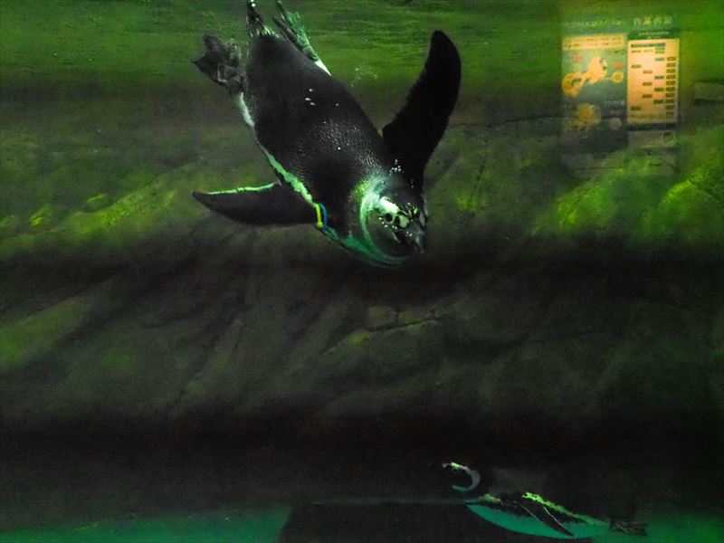↑水族館の室内照明の元では、高速の電子シャッターを使うとフリッカー現象によって、写真に縞模様が入ってしまう。機械シャッターでもフリッカーの影響が見られたが、電子シャッターに比べれば少ない