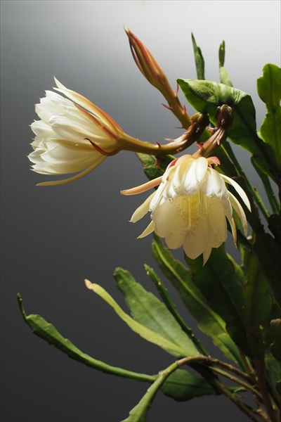 ↑花が開花する様子を撮影するのも面白い。咲くタイミングを見計らうのが難しく、撮るのに時間を要するが、撮影した動画では花の咲く“瞬間”が見られる