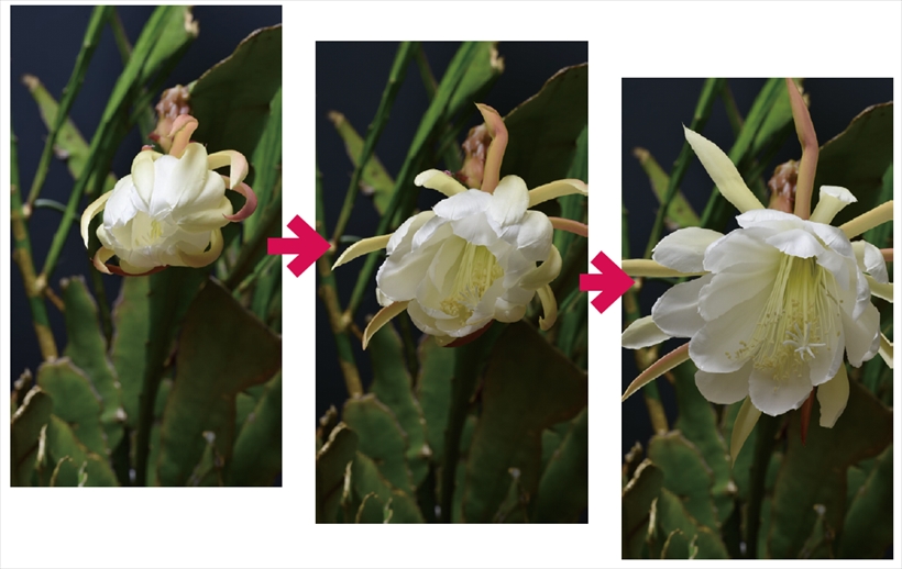 ↑開花/撮影間隔1分、撮影約4時間、再生約7秒。花の咲くタイミングがわからないので、数日に渡って撮影を繰り返した。花の咲き始めから咲くまでの時間は3~4時間程度であったが、タイムラプス動画にしたことで、数秒で咲いたかのような印象になり、面白い動画になった