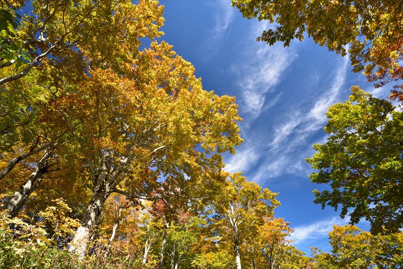↑「これで万全！　風景写真家が教える、紅葉を鮮やかに撮る方法とは？－機材＆カメラ設定編－」はコチラ