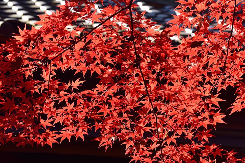 【紅葉シーズン到来!】紅葉で「曇り」だったらどうする? 天候別・キレイな紅葉の撮り方