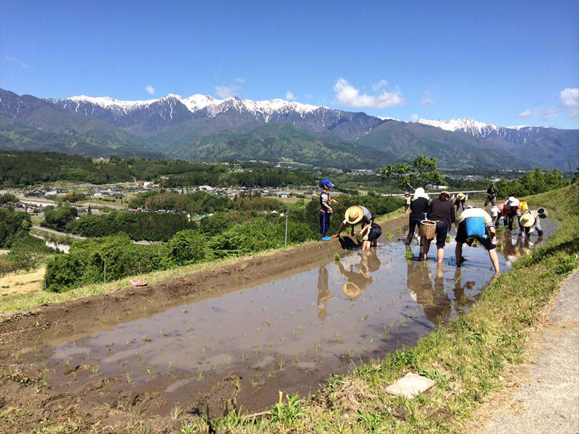 ↑田んぼとアルプスが調和する飯沼棚田。ここで村人と蔵人が育てた美山錦を使って醸す酒が「おたまじゃくし」です。地域と醸す酒。正真正銘の地酒です