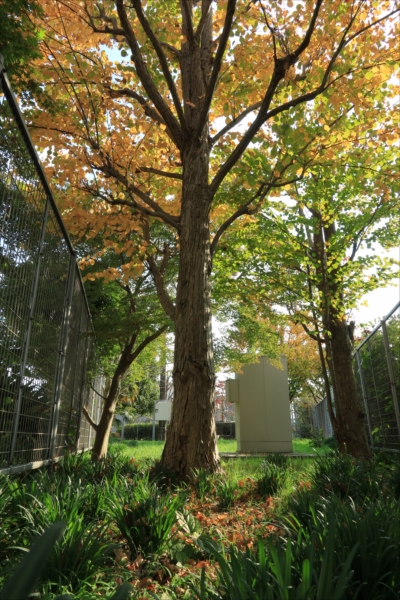 20171128_y-koba2 (13)