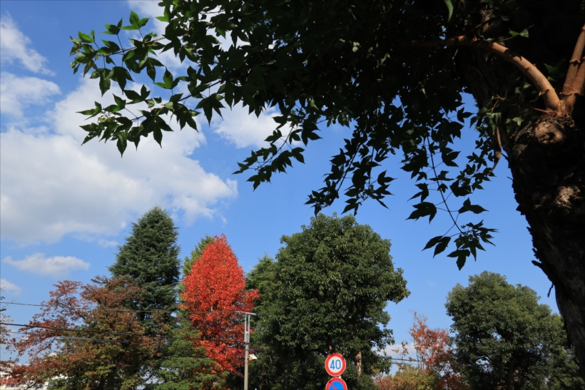 20171128_y-koba2 (17)