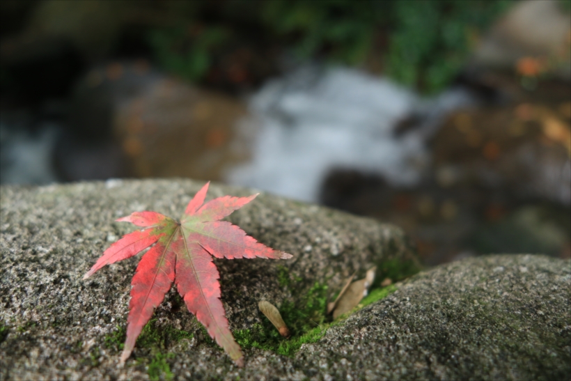 20171128_y-koba2_21