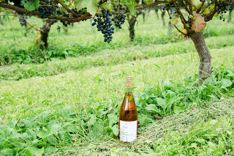 北陸から日本ワインを新定義する、「SAYS FARM」を訪ねる
