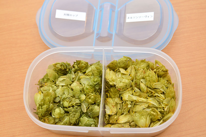 ↑使われているホップの乾燥球花を比較。左の「対照ホップ」に比べ、右の「ネルソンソーヴィン」はグリーン系のみずみずしさのなかに、白ブドウや青リンゴのような爽やかで甘いアロマが感じられます