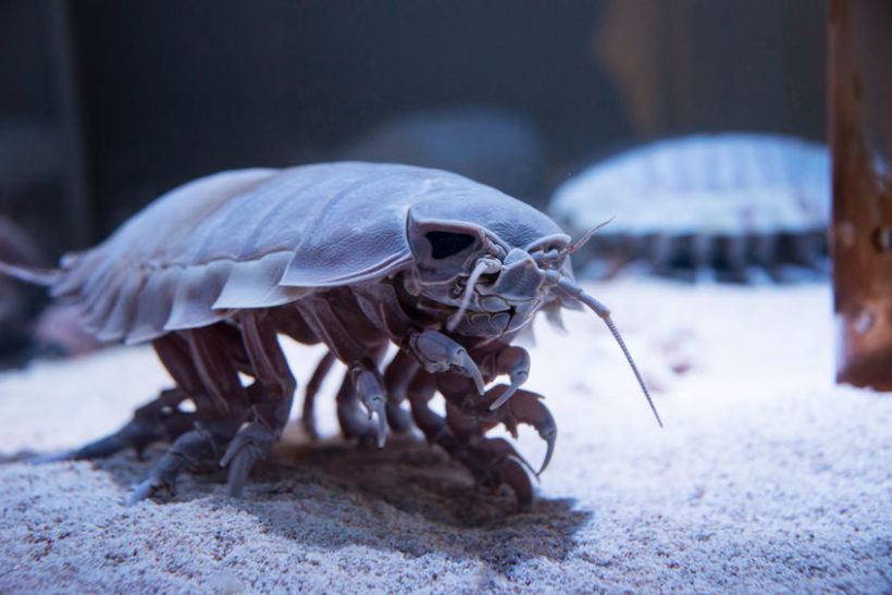 オオグソクムシはエビの味!? 普段何気なく食べている深海魚たち