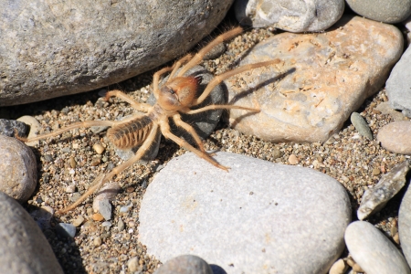 17107776 - camel spider or solfugid