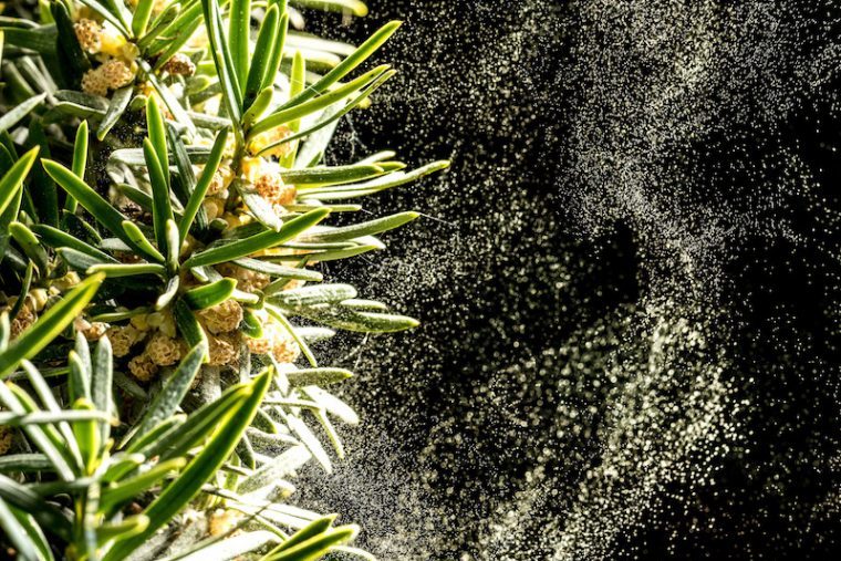 大量飛散まで待ったなし! 医師直伝の花粉症との上手なつきあい方