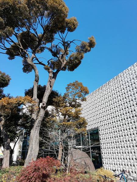 ↑背面カメラで撮影した作例