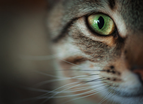 39655542 - closeup of tabby cat face. fauna background