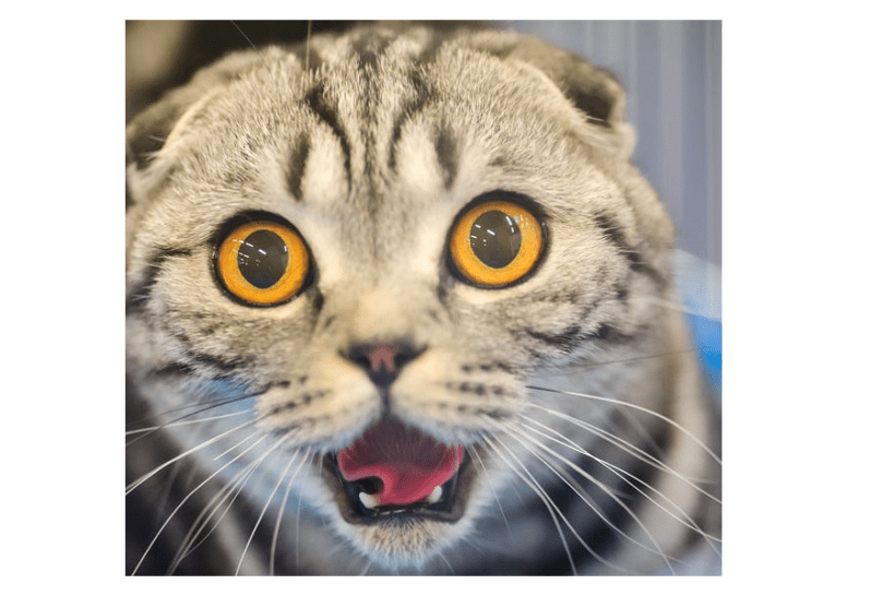 あなたの猫が、こんな異物を吐いたら要注意！