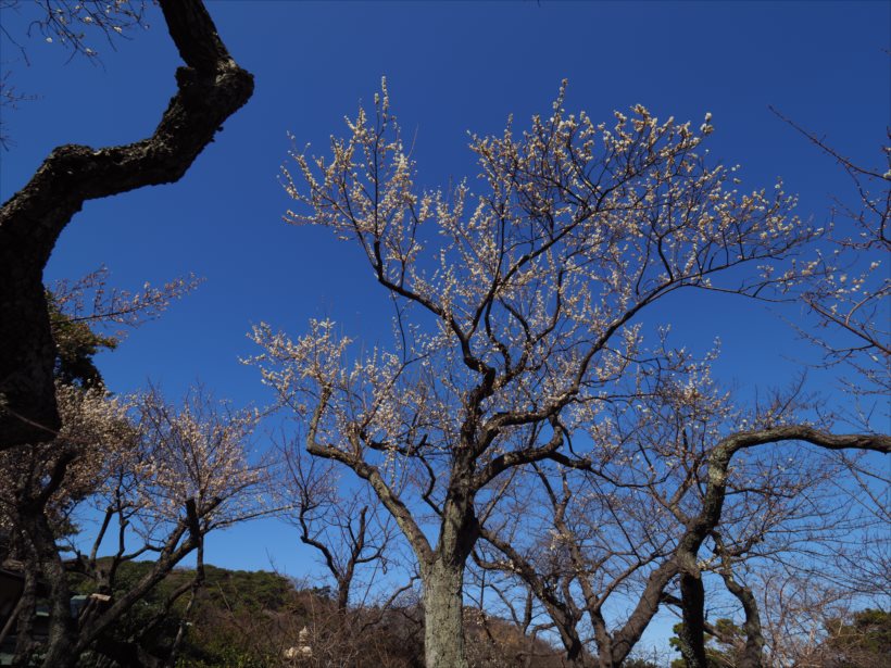 20180227_y-koba6 (23)