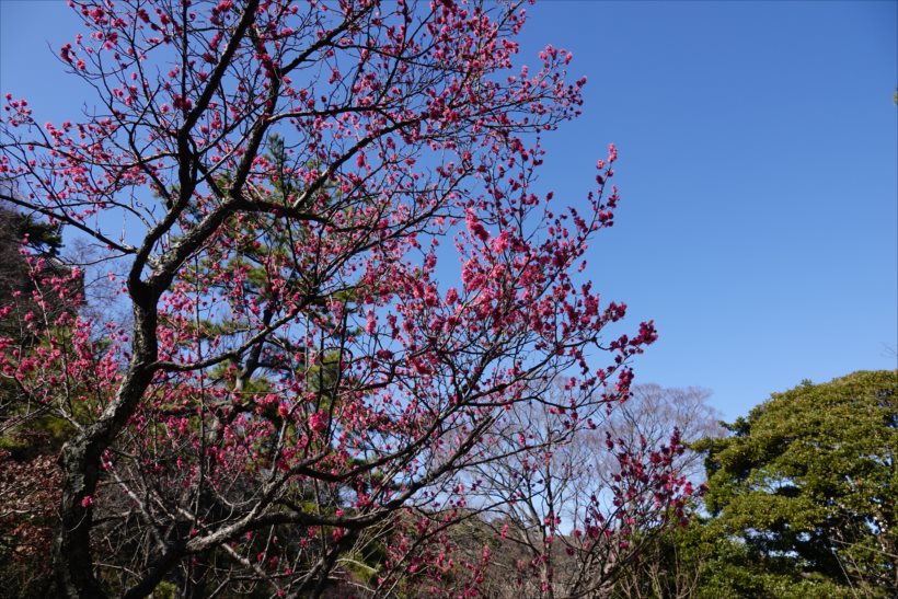 20180227_y-koba6 (4)