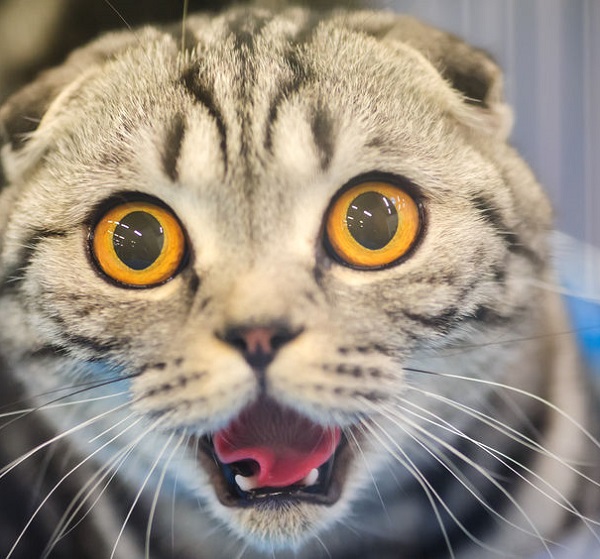 38378126 - funny cat with blurred background