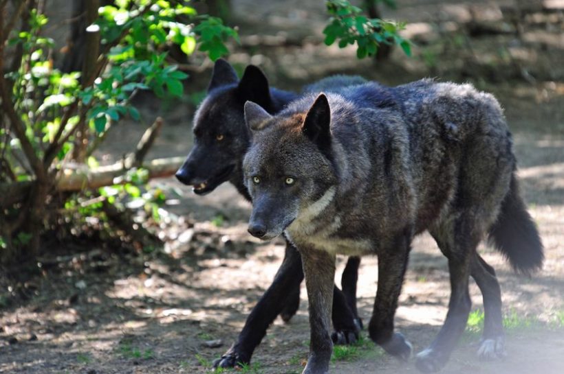 アラスカの町で犬たちと遊び、住民と友だちになった一匹オオカミがいた！