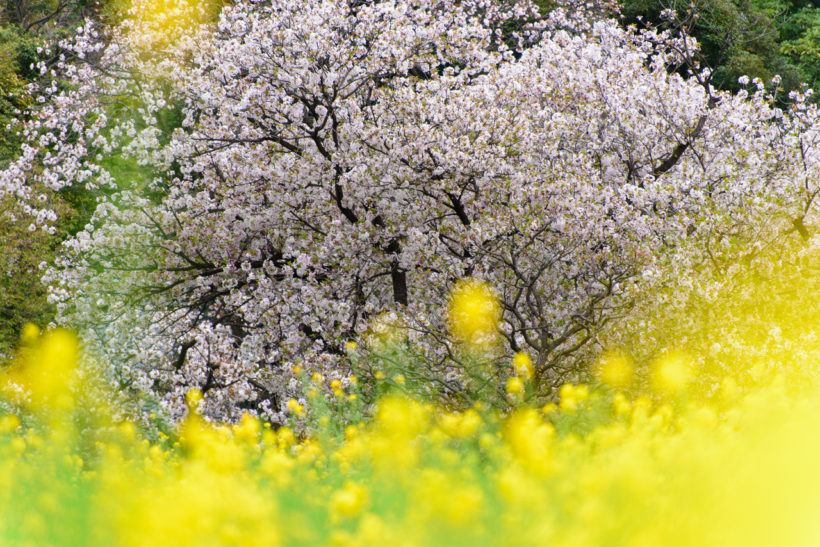 もうすぐ春ですね。日本三大桜を知っていますか？