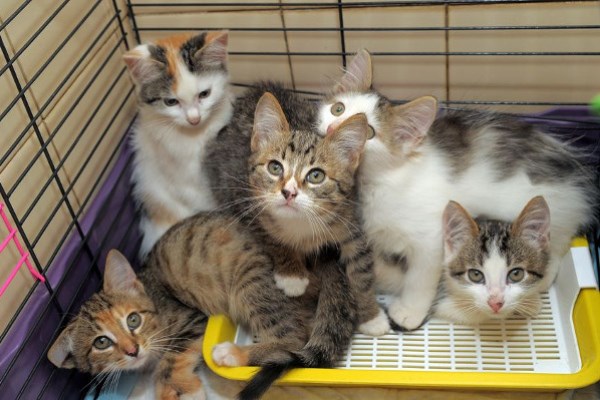 野良猫に救いの手をさしのべる。スマイルキャット物語