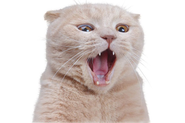 猫の性格は、毛色と模様でわかるんだニャア～！