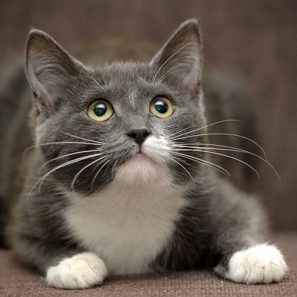 猫の恩返し？ それとも偶然？ 「猫にまつわる不思議な話」