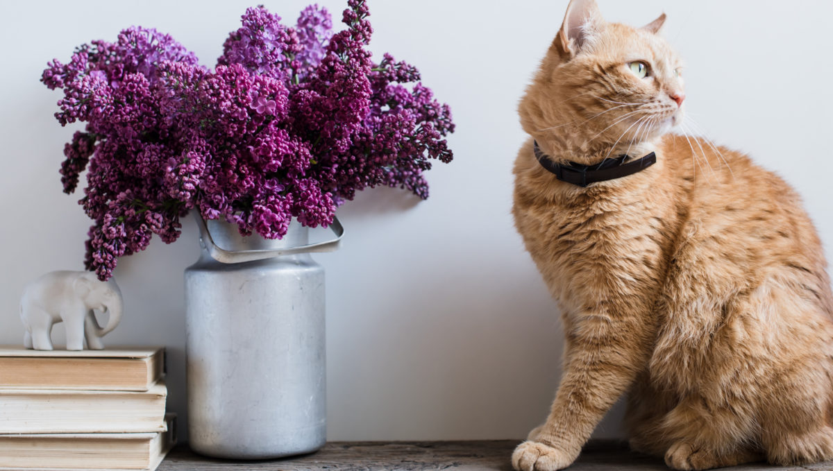 犬猫を室内飼いするには？ ペットと快適に暮らせる家づくり