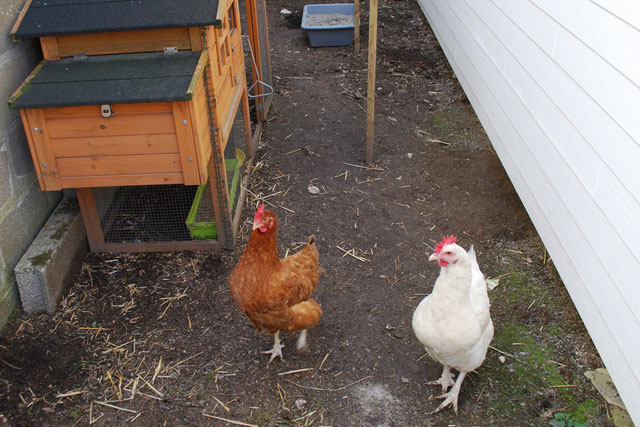 フランス都市部で飼育者増加中! でもなぜ「ニワトリ」なのか!?