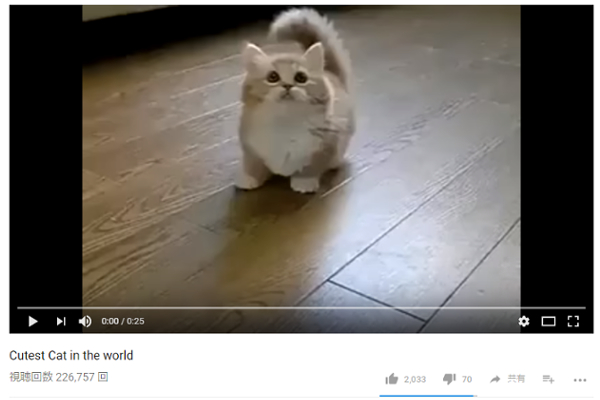 【可愛すぎる動物動画】猫じゃらしを見失って茫然… “世界で最も可愛い”のろまな子猫の動画