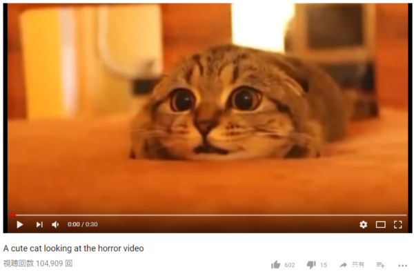 【可愛すぎる動物動画】余裕でホラー映像を鑑賞していた猫様、突然のびっくりシーンにあえなく敗北