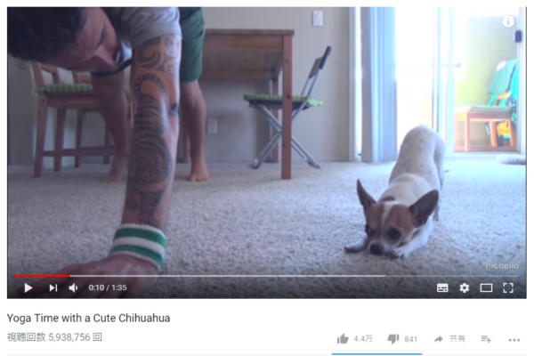 【可愛すぎる動物動画】飼い主の動きを完コピ！ 気持ちよさそうにヨガを行う健康志向のチワワが話題