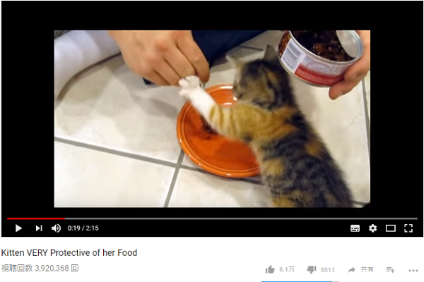 【可愛すぎる動物動画】「完璧に死守してるな」 パンチで餌を守り抜く子猫の驚異のディフェンス力