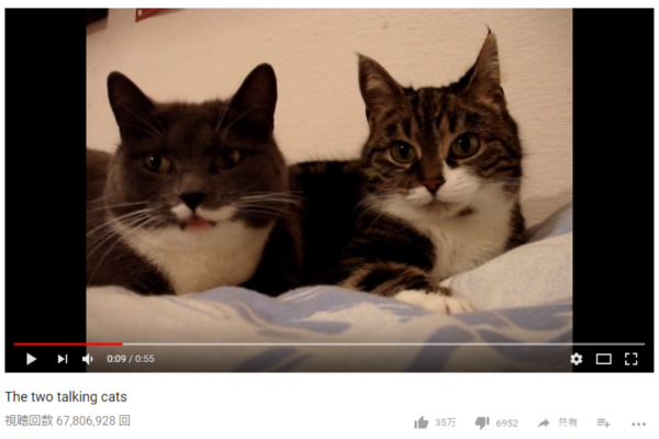 【可愛すぎる動物動画】「人間を支配する計画を立てている」 可愛らしい猫同士の会話を考察する世界中の人々