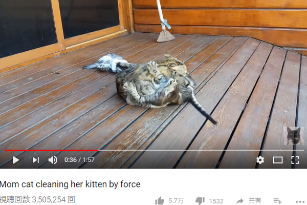 【可愛すぎる動物動画】「お母さんって大変だよね」 人間たちから共感の声続出の親子猫バトル