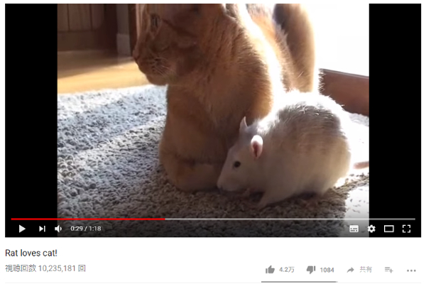 【可愛すぎる動物動画】「トムとジェリー」は間違っていた!? 猫とネズミのラブラブ動画に世界が驚愕