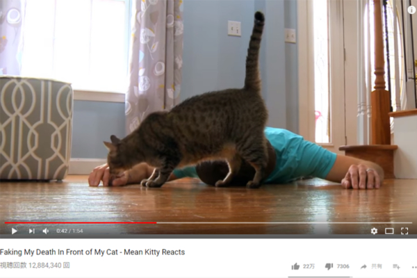 【可愛すぎる動物動画】飼い主が突然倒れて動かなくなってしまった！ 不測の事態に猫様はどう対応する？