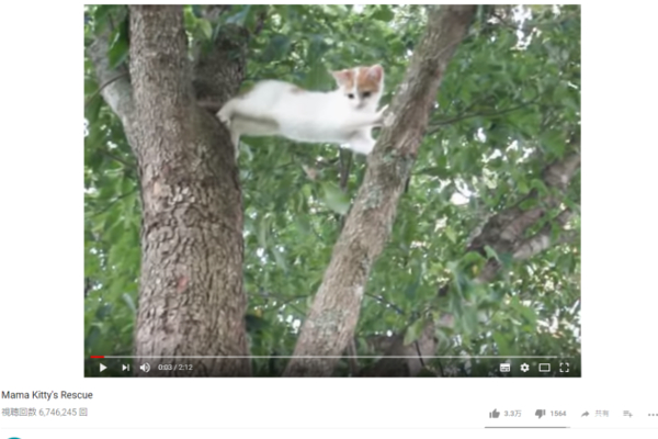 【可愛すぎる動物動画】手を差し伸べるだけが教育じゃない!? 子猫を助ける親猫の姿に学ぶ人間たち