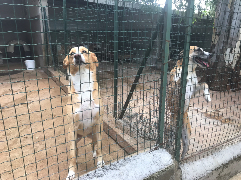 動物のための「ミサ」をご存じ? イタリアの動物保護施設で出合ったプチ奇跡体験