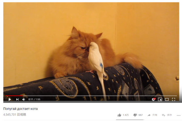「俺をキレさせたら大したもんですよ」 器が広すぎる猫様に称賛の声！【可愛すぎる動物動画】