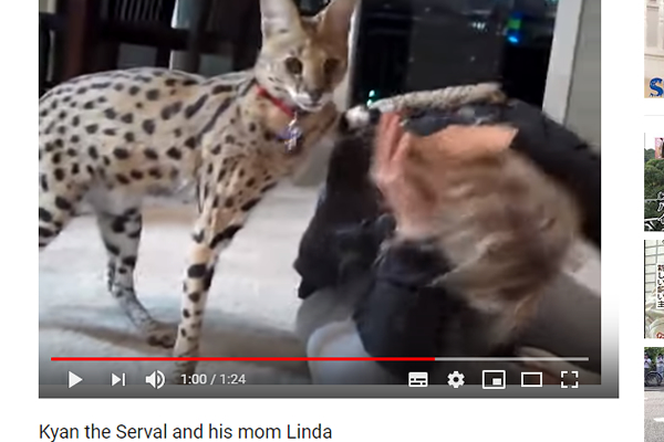 サーバルキャットがご主人を襲撃!? 飼い主との“激しすぎる遊び”が話題【可愛すぎる動物動画】