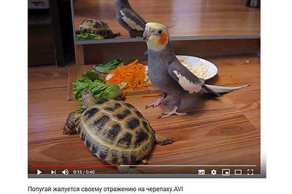 【可愛すぎる動物動画】リクガメの周りをインコがバタバタ！ 全く気にせずレタスを食べ続けるカメが話題