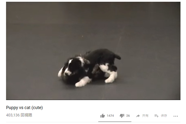 【可愛すぎる動物動画】壮絶バトルの軍配はどちらに!? “元気な子犬”と“やる気のない猫”の戦い（じゃれ合い）