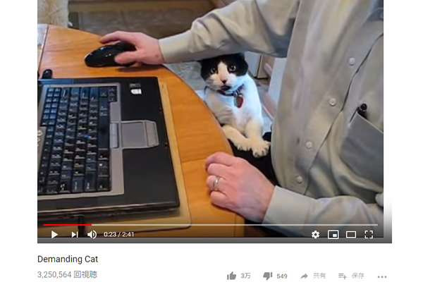 【可愛すぎる動物動画】膝の上へ乗りたがる猫が“かまってにゃん”過ぎる！ 仕事を中断する飼い主に共感の声
